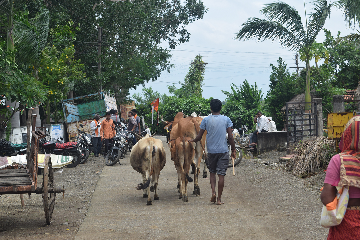 A photo of a man walking on a road with livestock