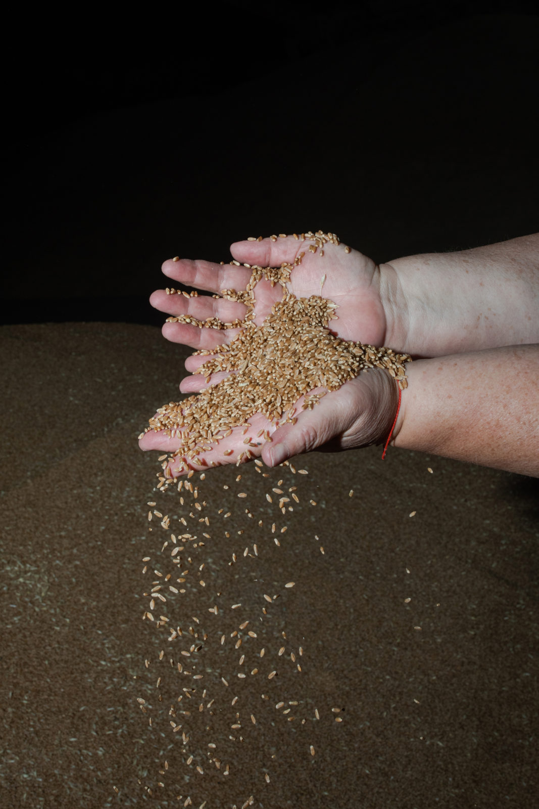 Grain slips through two hands