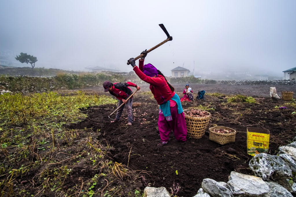 Women farmers harvest crops on their farm.