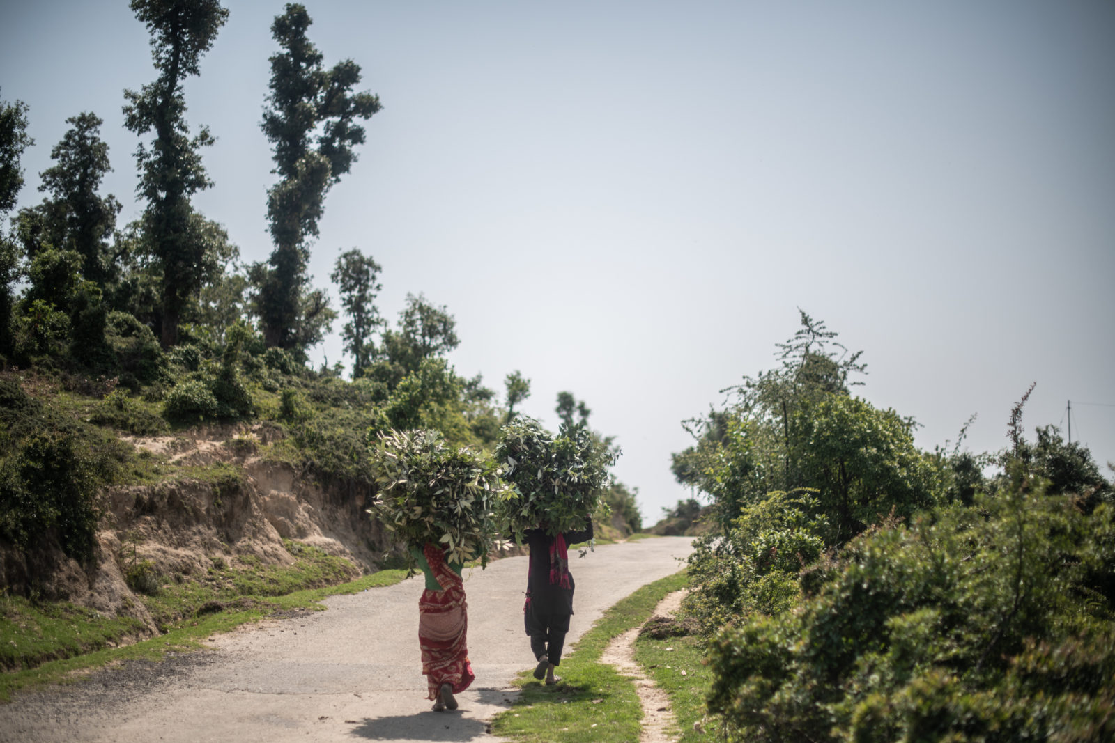 Two women walk on a road carrying plants on their heads.