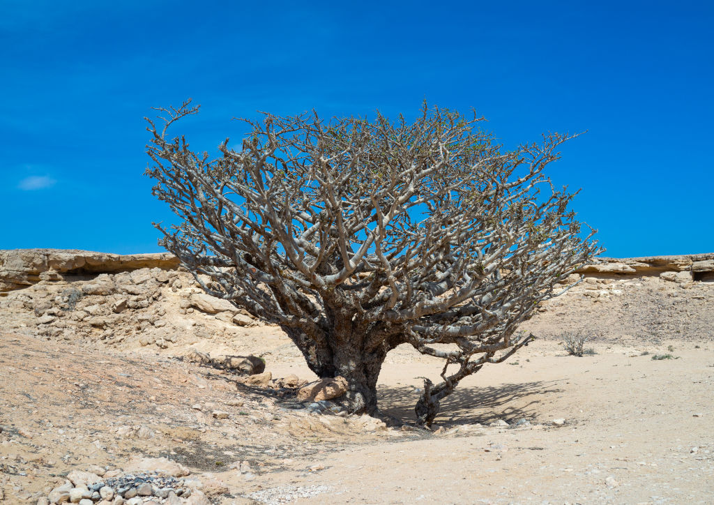 A frankincense tree in the middle of the desert