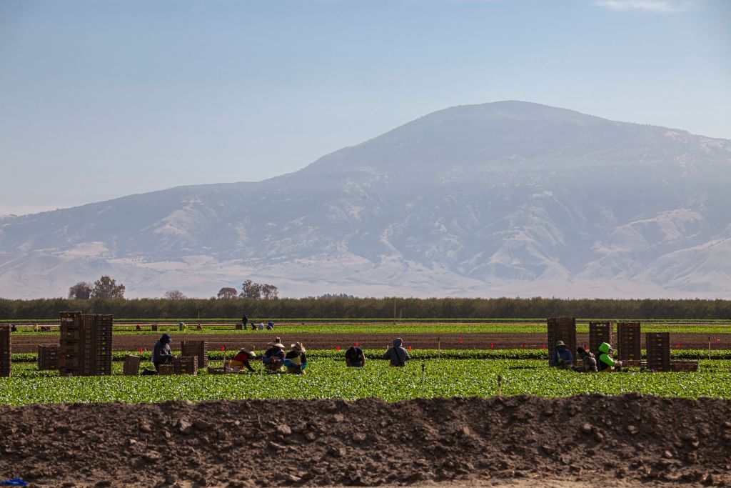Farmworkers work on a farm with green grass.